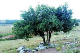 Dağdağanın seyidliyi – Bircə Xanım (hekayə)